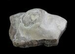 Fossil Pearl - Smoky Hill Chalk, Kansas #64146-1